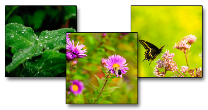 Nature and Wildlife Fine Art